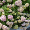 White Pink to Blue White Flower Hydrangea Live Plant 4" Pot, Hydrangea Shrub Flower Plants for Outdoor or Indoor Planting, Change Color Perennial Plant