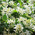 Star Jasmine Plant, White Fragrant Flowers Live Plant, Star Jasmine Plants Live for Planting Indoor Outdoor, 4 to 6 Inch Tall