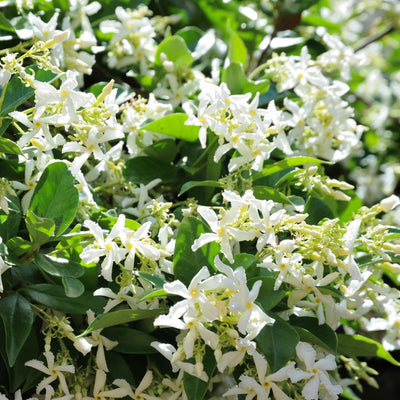 Star Jasmine Plant, White Fragrant Flowers Live Plant, Star Jasmine Plants Live for Planting Indoor Outdoor, 4 to 6 Inch Tall