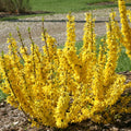 Yellow Forsythia Plants Live for Flowering in 4 Inch Container, Lynwood Gold Forsythia Bush Live Plant, Forsythia Shrub