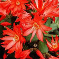 Easter Cactus Plant in 4'' Pot, Spring Blooming Succulent, Holiday Cactus, Indoor Flowering Houseplant (Red Blooms)