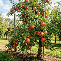Honey Crisp Apple Tree Plant Live, Cold Hardy Apple Plant, 2-3 Ft Tall