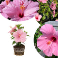Hardy Hibiscus Plants Live Well-Rooted, Pink Flowers Hibiscus Tree Live Plant for Outdoor Full Sun Spring Planting, 5-9" in Tall, Perennial Growing