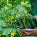 2 Cucumber Plants Live, Live Green Cucumber Plants, 3 to 5 Inches Tall, 4 Inches Pot, Cucumber Live Plants, Cucumber Starter Plants Growing Outdoor