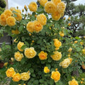 Fragrant Rose Plant Live Bush Shrub or Climbing, Old-Fashioned Roses Summer Rebloomer in 2.5 Inch Pot, Lanscape Rose Plant (Assorted) (Butter Yellow)