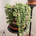 String of Turtles Live Plant, Live String of Turtles Plant, Succulents Plant Live String of Turtles, Live Plant Indoor String of Turtles, Vine Plant for Houseplant (6 Inch Potted)