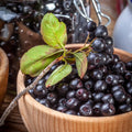 Black Aronia Chokeberry Live Plant, Cold Hardy Aronia Bush, 1-2 Ft Tall