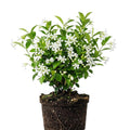 Blooming Jasmine Plant Live, Star Jasmine Live Plant 5 to 7 Inc Tall White Flower Plants
