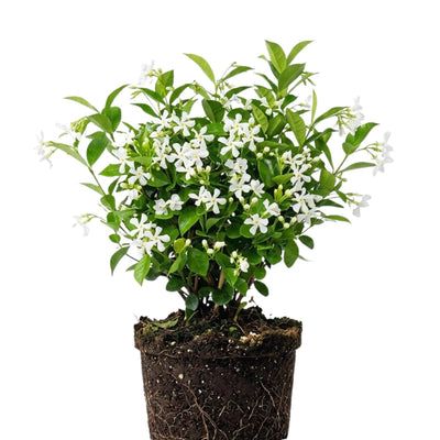Blooming Jasmine Plant Live, Star Jasmine Live Plant 5 to 7 Inc Tall White Flower Plants