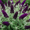 Potted Butterfly Bush Live Plant, 5-9" in Tall, Cold Hardy, Spring Outdoor PlantingBlooms Summer to Fall, Dormant in Winter (Deep Purple Buddleia Plant)