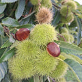 Hardy Chestnut Tree Live Plant 6-12 Inches Tall