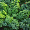 Kale Plants Live in 4 Inch Pot, Kale Seedling from 3 to 5 Inches Tall, Well Rooted, Hardy Vegetable for Outdoor Planting, 3 Plants Per Pot