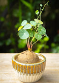 2.5"-3" Cephalantha Stephania Plant Medium Caudex, Medium Succulent with No Hair Roots, Already Sprouts, Rare Caudex for Indoor Outdoor, Cold Hardy