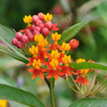 2 Milkweed Live Plants 4–7 Inches Tall, Milkweed Flowering Plants for Garden Beds, Borders or Landscape (Tropical Milkweed)