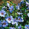 Hibiscus Rose of Sharon Plant Live, 4" Potted Althea Syriacus Flowers for Spring Planting, Hardy Shrub with Vibrant Blooms (Single Blue)