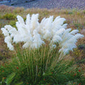 White Pampas Grass Plant Live, 4'' Potted, Perennial Ornamental Pampas Grass Live Plant, 4 to 7 Inc