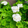 White Geranium Plants Live, Hardy Annual Geranium Live Plant from 3 Inc, Flowers Planting for Outdoor, Indoor Garden