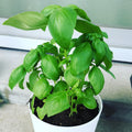 10 Sweet Basil Plants Live per Pot, Live Basil Plants from 4Inc Tall, Herb Plant Garden