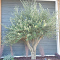 1 Year Old Arbequina Olive Live Tree Plant for Planting, Very Cold Hardy, Well-Rooted