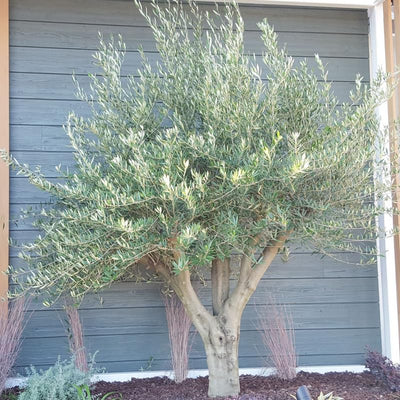 1 Year Old Arbequina Olive Live Tree Plant for Planting, Very Cold Hardy, Well-Rooted