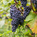 Concord Grape Vine, Cold Hardy Grape Tree Live Plant, 1-2 Year Old, Sweet Fruit Trees