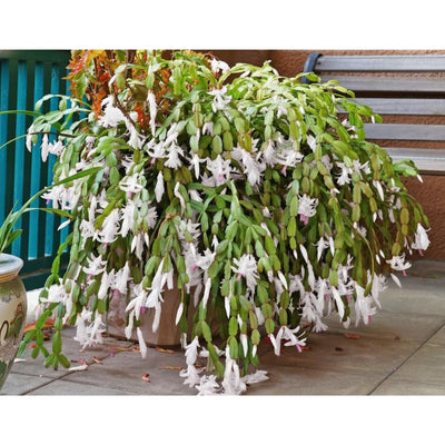 1 Thanksgiving Christmas Cactus Plants Live in 4" Pot, Houseplant Holiday Cactus, Vibrant Single Color Blooms Indoor Outdoor, Zygocactus Like, Winter Hardy (White)