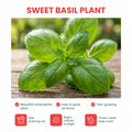 Sweet Basil Live Plant, Live Basil Herb Plant, Ready to Grow Indoor Outdoor, Well Rooted Herbs 3-5 Inches Tall