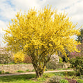 Lynwood Forsythia Live Plant, Well Rooted from 8-12 Inches Height, Vibrant Shrub for Outdoor Landscaping