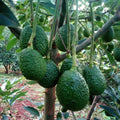 Live HASS Avocado Trees Plants Seedlings, 7 Months Old, Well Rooted HASS Avocado Plants Trees in 4 Inc Pot for Planting, Cold Hardy