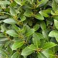 Bay Leaf Plant, Laurus Nobilis Bay Leaf Tree Live Plant, 5-9" Tall, Sweet Bay Laurel Live Plants Indoor Outdoor Patio Home Garden