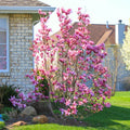 Magnolia Tree Live Plant, Magnolia Flowers Bush, 6-12 Inches Tall, in Pot, Fragrant Magnolia Shrub Ready to Grow (Jane Magnolia)