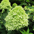 Green Hydrangea Plant Live in 2.5 Inch Pot, Appx 10 to 12 Inch Hydrangea Flower Starter Plant for Garden