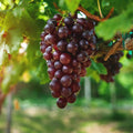 Grape Plant Live Potted, Fruit Vine Starter Plant 5-8 Inches, Hardy Climbing Seedless Grape Vine for Backyard Garden or Trellis (Red Grape)