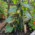 Cucumber Plants Live, 2 PPP Cucumber Vine Plants, 4-7 Inches Tall in 4" Pot