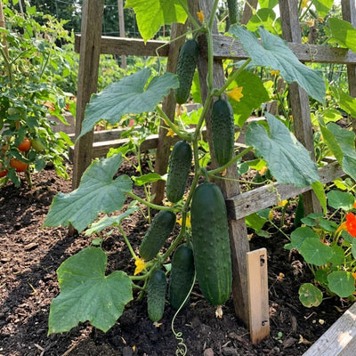 Cucumber Plants Live, 2 PPP Cucumber Vine Plants, 4-7 Inches Tall in 4" Pot
