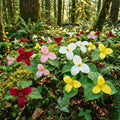10 Mix Trillium Bulbs, Perennial Flower Bulbs for Garden, Large Bulbs, Trillium Flower Bulbs, Trillium Roots for Planting