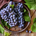 Well Rooted Black Grape Vine Plant, Seedless Black Grape Tree, Fruit Vine Plant Live in 2.5 Inc Pot