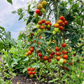 Mix Color Cherry Tomato Live Plants, 2 Plant Per Pot