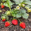 Set 10 Strawberry Bare Roots, Strawberry Plant Live, 5 to 7 Inc Tall, Fruit Garden (Red)