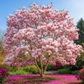 2 Jane Magnolia Trees Live Plants, Pink Magnolia Shrub Tree Live Plant in 2.5" Pot, 6-12 Inches