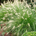 Miscanthus Grass, Hameln Dwarf Fountain Grass Hameln Live Grass Plants in 4 Inches Pot