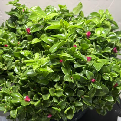 2 Red Aptenia Live Plants, Starter Red Ice Plant in 2" Pot, Baby Sun Rose Trailing Succulents, Ground Cover, Outdoor Garden