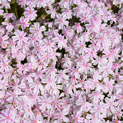 Pink White Creeping Phlox Plant in Quart Pot, 3-6" Live Garden Phlox Plants, Pink White Blooms, Perennial Groundcover