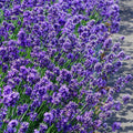 2 Lavender Live Plants, Fragrant Lavender Flowering Herb Plants, 4-8" Tall, Well Rooted for Gardens, Containers and Landscaping