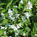 White Weigela Live Plant, 4 Inch Pot Plant for Garden, Weigela Plant for Outdoor Garden