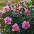 Pink Rose Plant Live, Rose Bush Shrub Plant, Climbing Rose Flower Plant, 2.5 Inc Potted
