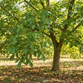 Walnut Tree Live Plant, Walnut Fruit Tree, 1-1.5 Ft Tall