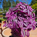 Pink Wandering Jew Plant, Live Pink Wandering Jew Vine, Fully Rooted Rare Indoor Plant, 3 Inc Pot