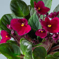 African Violet Live Plant in 4 Inch Pot, Flowering Houseplant, Easy Care Indoor Plant with Vibrant Blooms (Red African Violet)