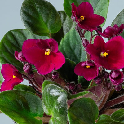 African Violet Live Plant in 4 Inch Pot, Flowering Houseplant, Easy Care Indoor Plant with Vibrant Blooms (Red African Violet)